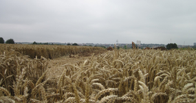Photo d'un champ de blé
