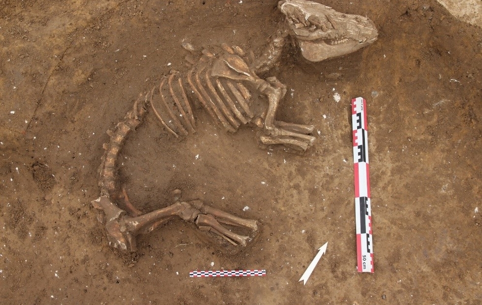 Photo d’un squelette d’un cochon sur son flanc.
