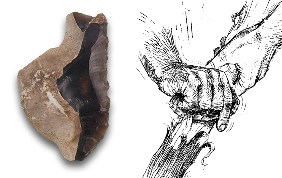 À gauche, photo d’un denticulé. À droite, illustration d’un denticulé utilisé pour racler l’écorce d’une branche.