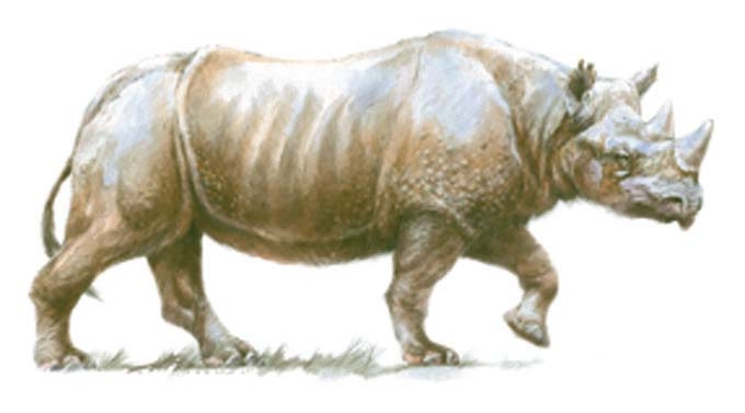 Dessin d’un rhinocéros de Merck (dessin Benoît Clarys)